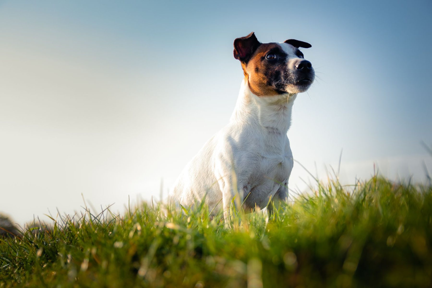 Pet-Friendly Turf in Goodyear AZ