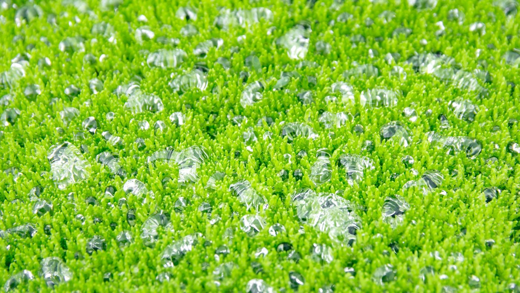 Turf Repair & Refresh in Goodyear AZ