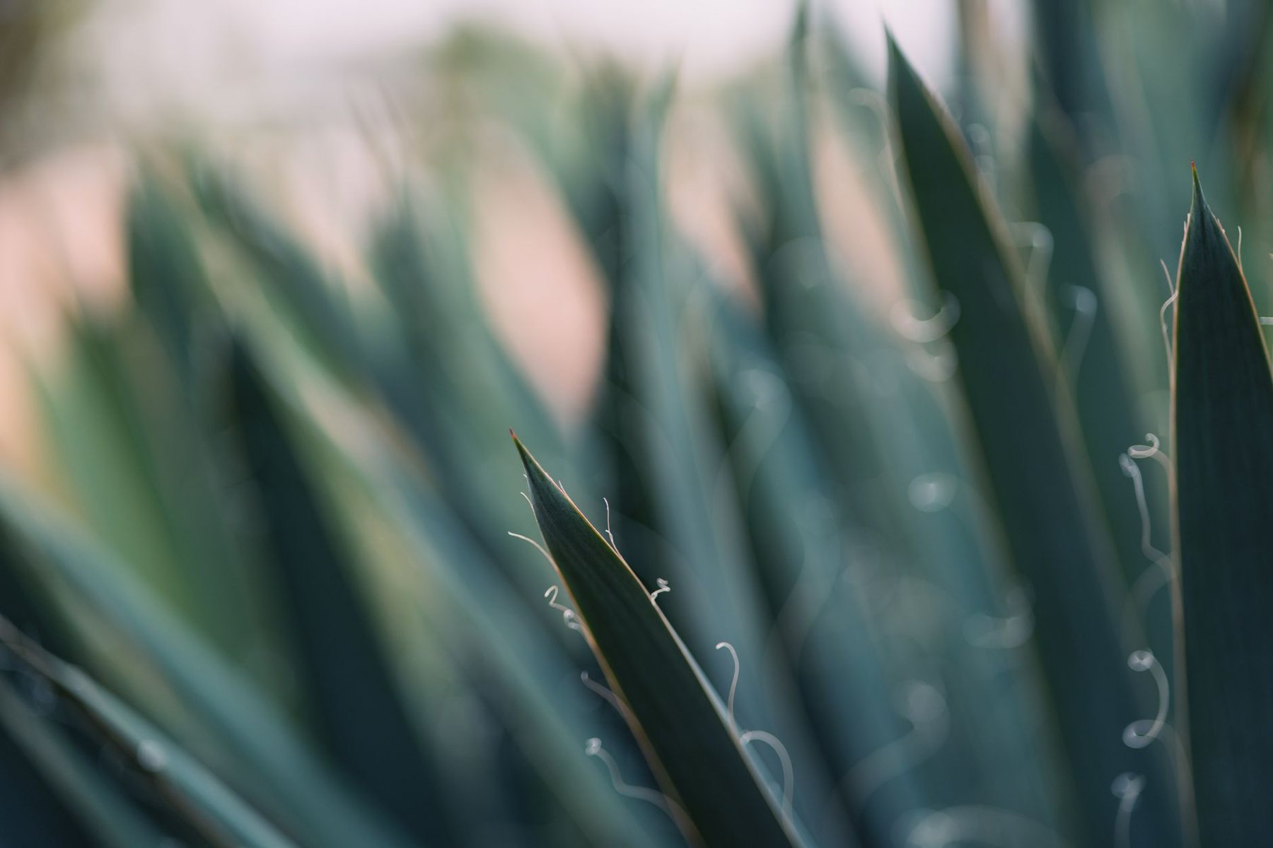 Desert xeriscape design in Goodyear, AZ